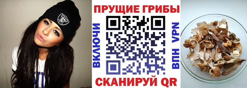Галлюциногенные грибы Psilocybine cubensis Лиски